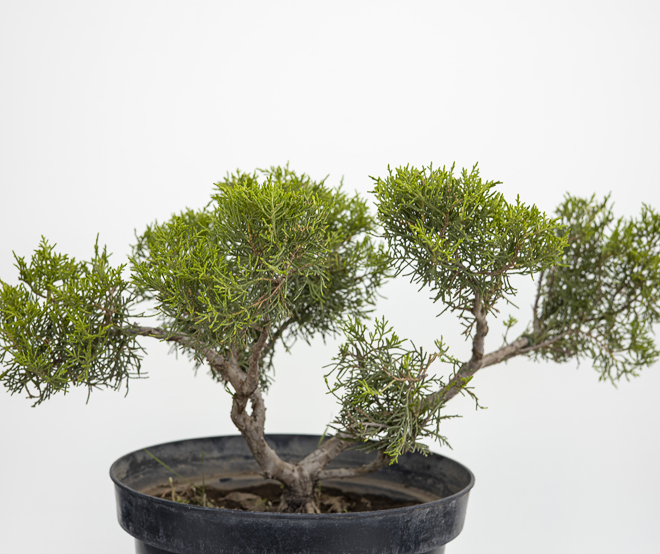 outdoor plants